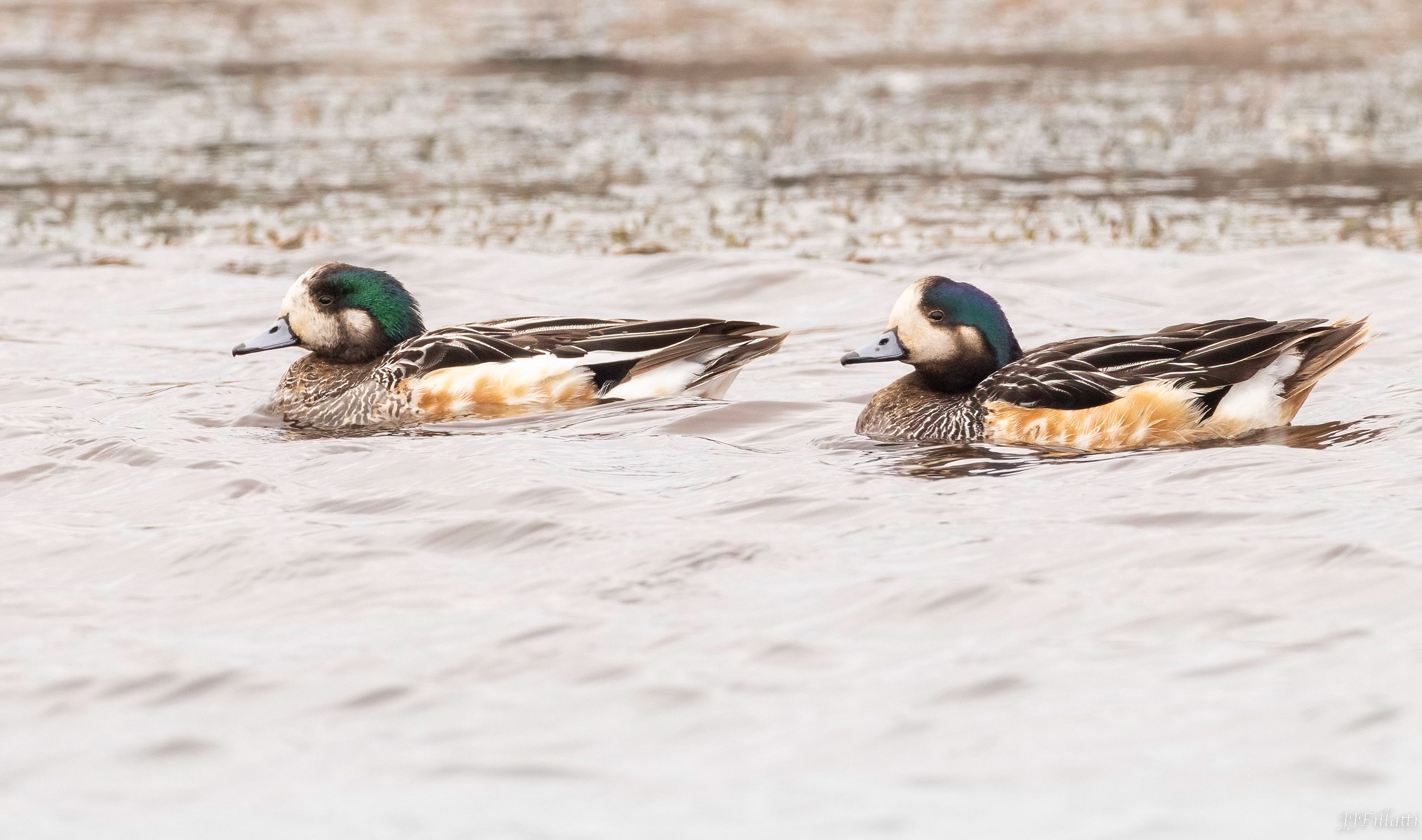 bird of the falklands image 91